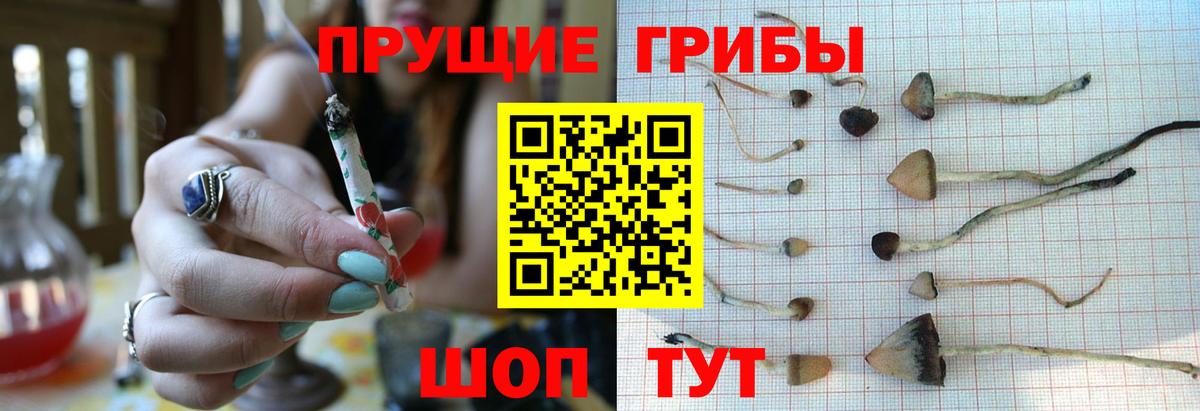 Галлюциногенные грибы прущие грибы Сафоново